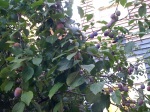 Plums on Bauer Street